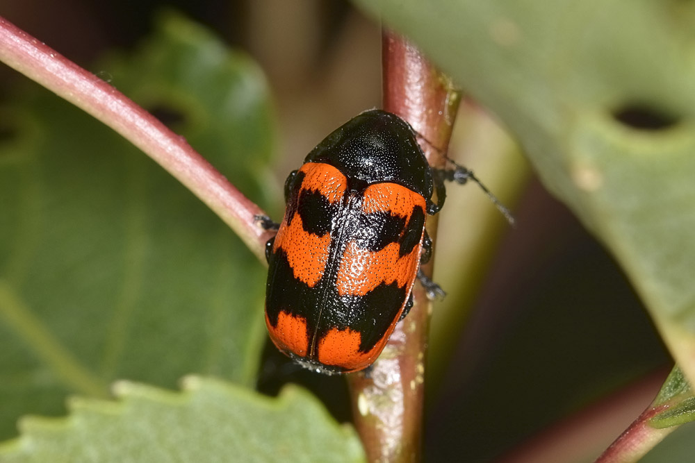 Chrysomelidae:  Cryptocephalus loreyi, femmina